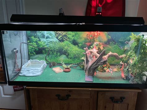 40+ Chinese Water Dragon Reptiles for Sale in Clarendon Hills, Illinois ...