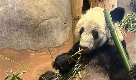 “丫丫”回国最新进展：上海检疫后将被北京动物园接回 - 西部网（陕西新闻网）