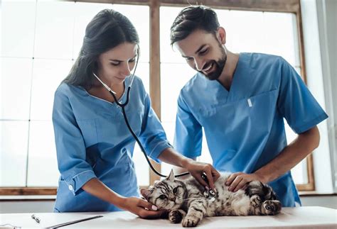 How To Become A Veterinary Assistant - The Academy of Pet Careers