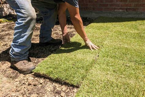 How Much Does Zoysia Sod Cost? (2025)