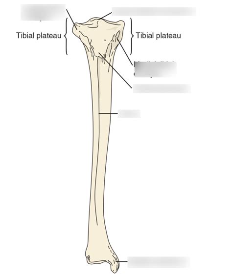 Image result for Ribstride Tibia