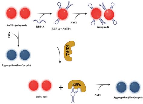 A Label-Free Gold Nanoparticles-Based Optical Aptasensor for the ...
