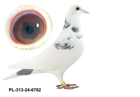 PL-0313-24(25)-6762 - dziecko oryginałów Grzankowski/Brendel ...