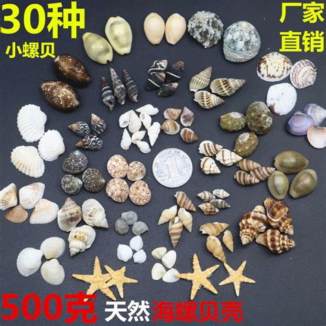 天然贝壳海螺小海星白贝壳微景观批发鲜花资材漂流瓶材料厂家一斤