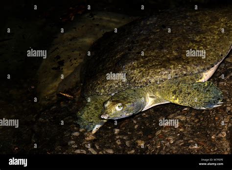 Image result for Spiny Soft Shell Turtle