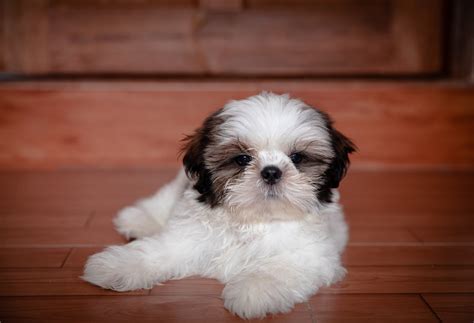 Shih Tzu Puppy Pictures and Facts
