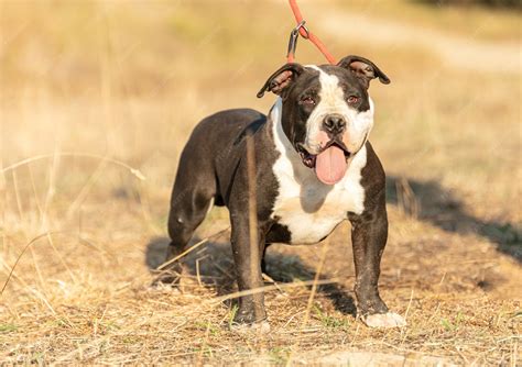 Pitbull Black And White Puppy