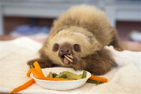 Image result for Silly Sloth