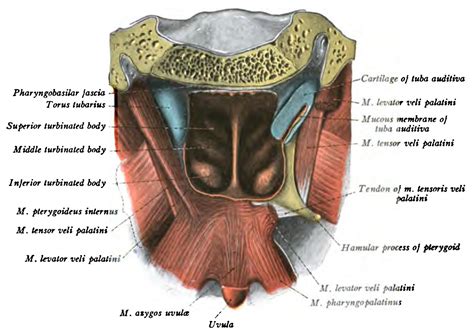 Tensor Veli Palatini