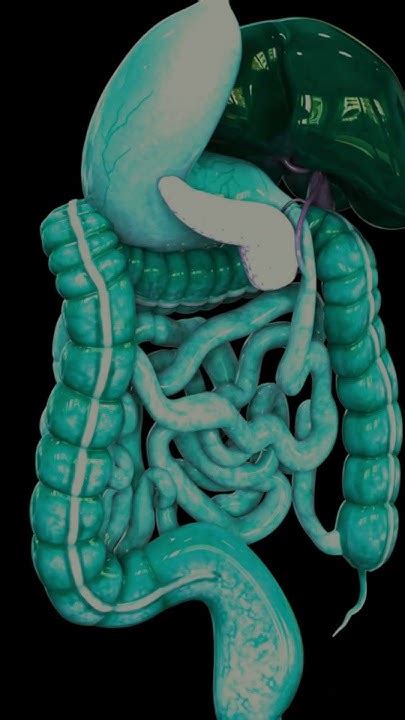 Belly Digesting People 的图像结果