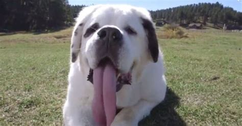 Video: Peanut butter loving St Bernard called Mochi has the longest dog ...