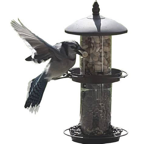 Best Feeder For Blue Jays at Curtis Dolan blog