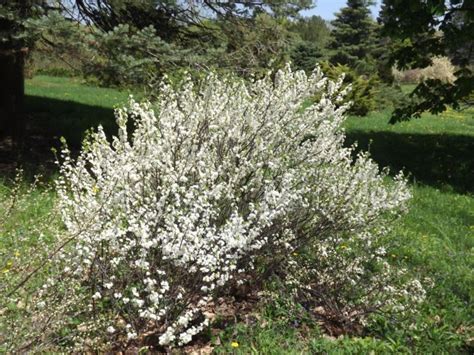 Prunus maritima - beach plum, shore plum | The Dawes Arboretum