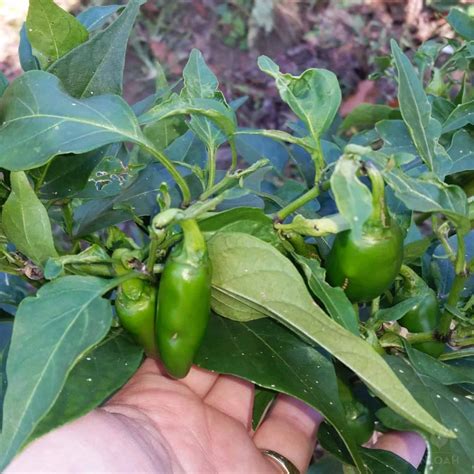 Growing Jalapenos Step by Step