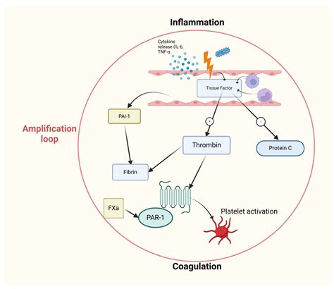 Systemic Inflammatory Response Syndrome, Thromboinflammation and Septic ...
