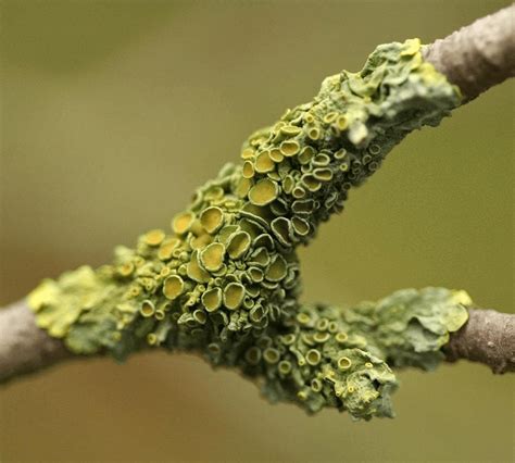 Viruses, Viroid, Prions and Lichens - Biology for JAMB PDF Download