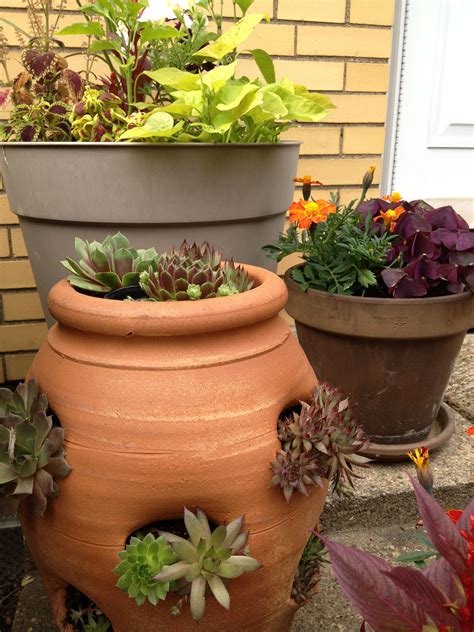 Chicks and Hens | Amazing gardens, Succulents garden, Succulents