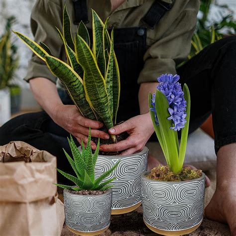 Buy Mood Lab Plant Pots - Cement Planter Set of 3 Flower Pots 5.3+3.9+2 ...