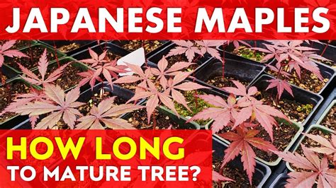 Fast Growing Maple Trees 的图像结果