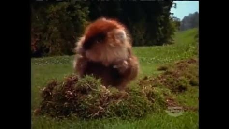 Push Button Caddyshack Dancing Gopher 的图像结果