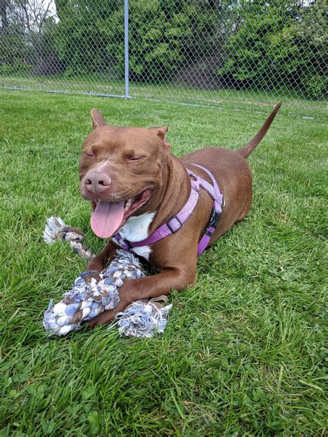 MARION AREA HUMANE SOCIETY - Marion OH - Hours, Directions, Reviews ...