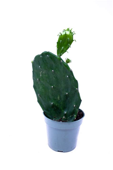 Opuntia ficus indica - Pépinière Locas