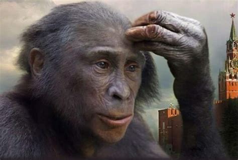 Image result for Australopithecus Meme