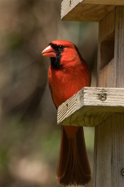 27 Backyard Birds In Illinois