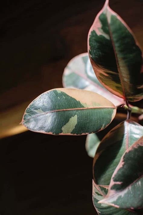 Image result for Planting Rubber Tree