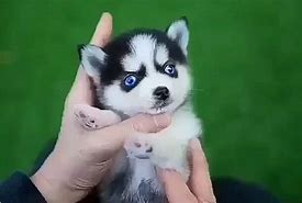 Image result for Smallest Dog On Earth