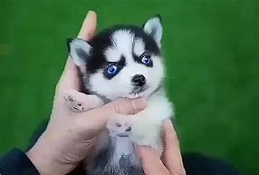 Image result for World's Smallest Dog