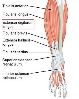 Image result for Extensor Digitorum Longus