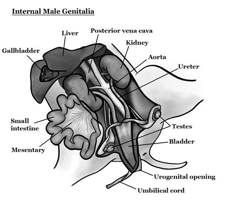 Fetal Pig Kidney Image Fetal Pig Dissection