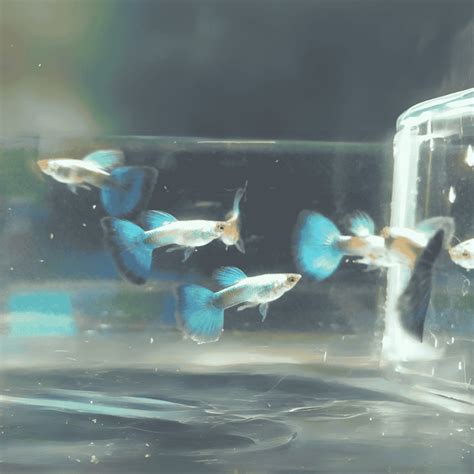 Cloning Aqua Pets & Fish Aquarium Shop in Salem – cloningaquapets