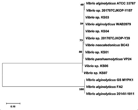 The occurrence of antibiotic resistance Vibrio isolates from brackish ...