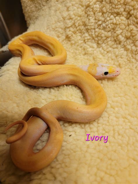 Image result for Baby Reticulated Python