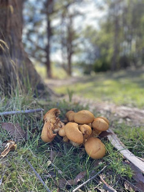Found @Tasmania Port Arthur (prison) under a tree : r/mycology