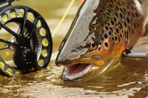 Image result for Spring Run Trout Farm
