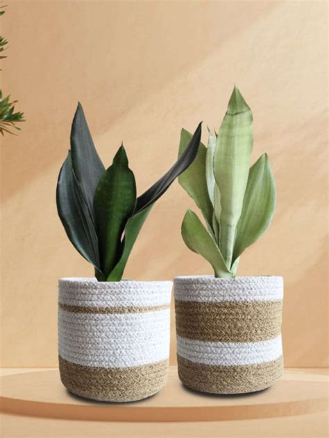 Indoor Plants | Buy Indoor Plants Online for Home – Greenkin