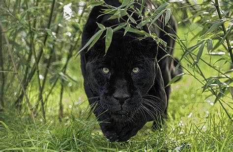 Rare "Black Panther" Spotted in Africa for First Time in 100 Years