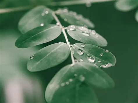 Health freaks don’t skip these 5 moringa dishes - What’s so special ...