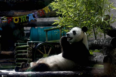 大熊猫如意和丁丁在莫斯科有多受欢迎？4年增重40斤，游客络绎不绝！|大熊猫_新浪财经_新浪网