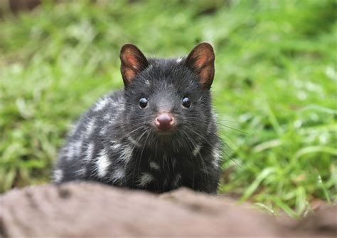 Largest ever: 50 eastern quolls released back into the wild on mainland Australia - Australian ...
