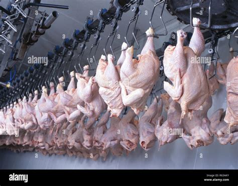 Small Commercial Chicken Processing 的图像结果
