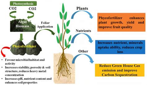 Algal-Mediated Nanoparticles, Phycochar, and Biofertilizers for ...