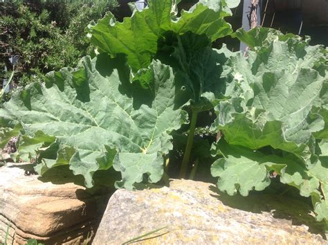 Rhubarb Season | bunch