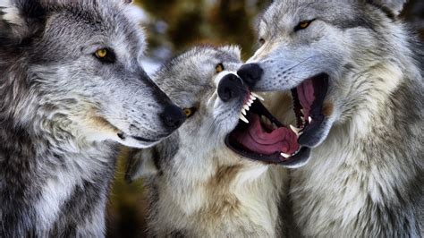 I'm a Premier League manager who fought off pack of hungry WOLVES by ...