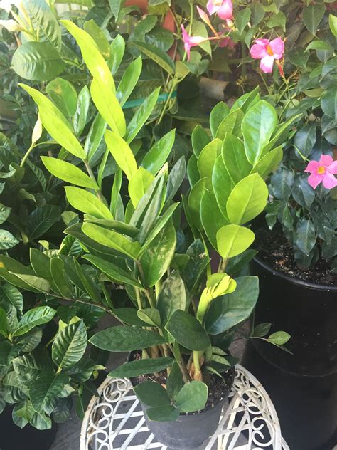 Zigzag plant - aslhaven