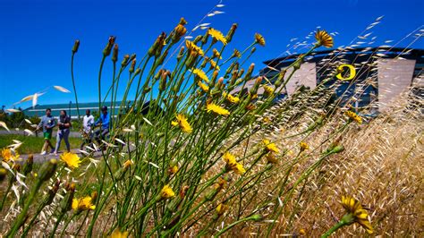 Eugene allergy season among longest in US, study shows