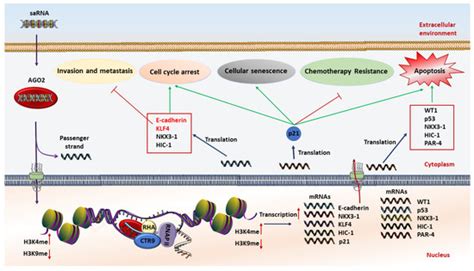Small Activatingrna 的图像结果
